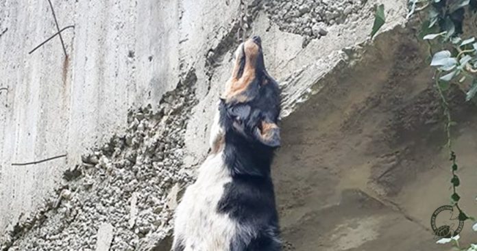 Νάξος: Φρικτός θάνατος για σκύλο – Το κρέμασαν σε γέφυρα του χωριού - Media
