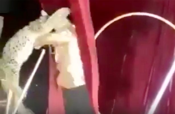 Άγριος λύγκας επιτίθεται στον θηριοδαμαστή του σε τσίρκο (Video) - Media