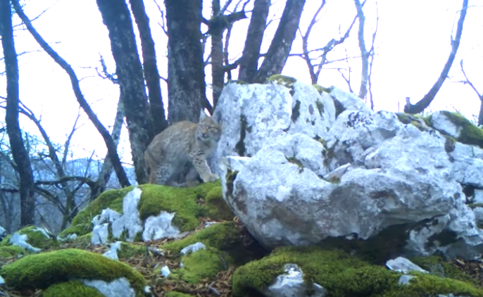 O «άφαντος» λύγκας επανεμφανίζεται στα Βαλκάνια - To «πείραμα» της Μάλα (Video) - Media