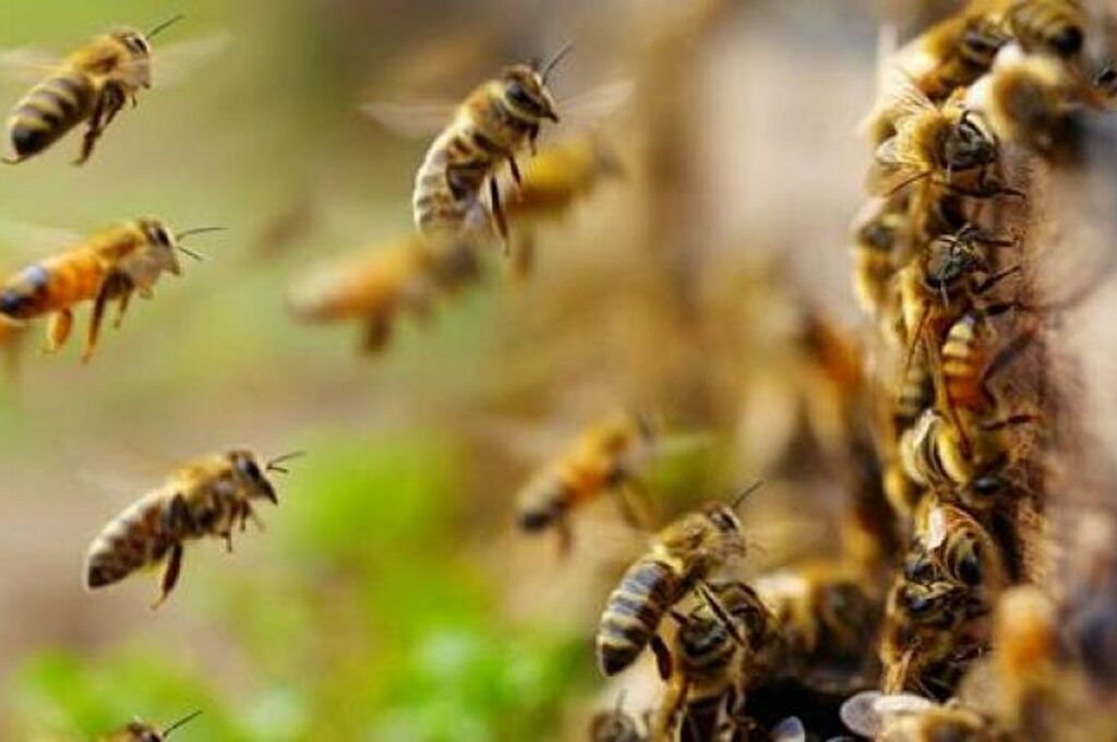 Ηλεία: Μελισσοκόμος παίζει με χιλιάδες μέλισσες και γίνεται viral (video) - Media