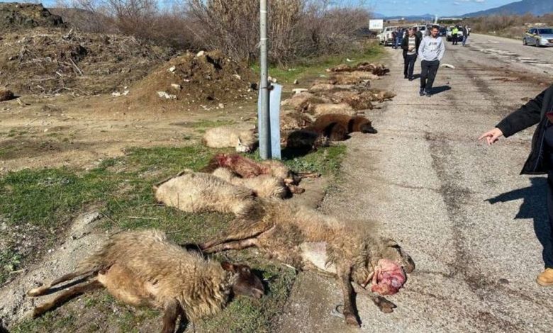 Μεσολόγγι: Αγροτικό παρέσυρε και σκότωσε 30 πρόβατα - Media