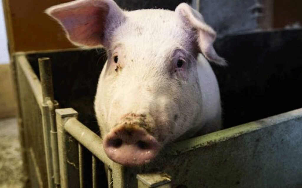 Οι υπηρεσίες διερευνούν πώς έφτασε στην Ελλάδα η αφρικανική πανώλη   - Media