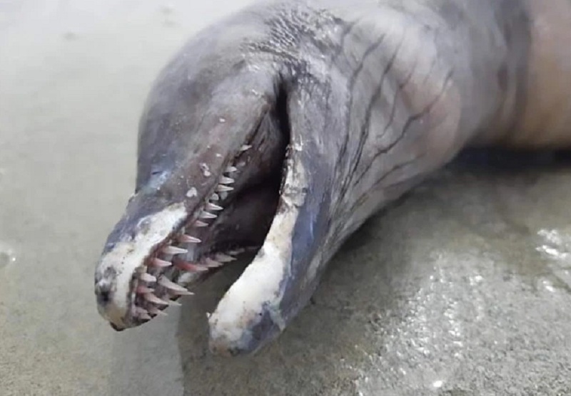 Παράξενο πλάσμα σαν δελφίνι χωρίς μάτια και πτερύγια με ουρά σμέρνας ξεβράστηκε σε παραλία (Photos) - Media