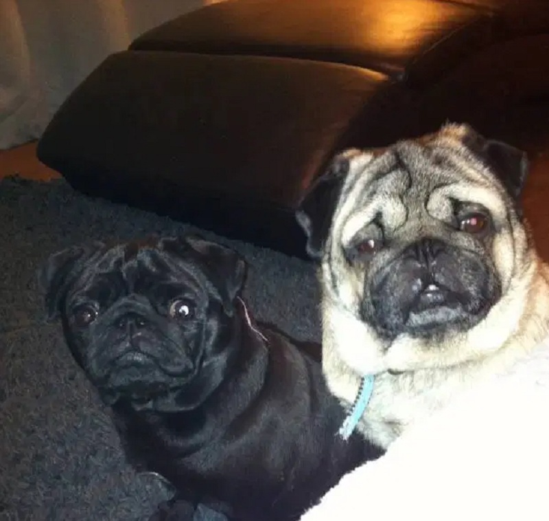 Ζευγάρι άφησε δυο σκυλιά να «ψηθούν» κάτω από τον ήλιο και να πεθάνουν μέσα σε μια σκηνή (Photos) - Media