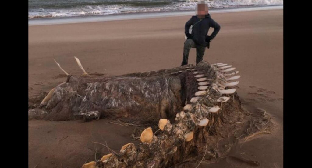 Μυστήριο: Γιγάντιος σκελετός ξεβράστηκε σε παραλία - Είναι το τέρας του Λοχ Νες;(Photos) - Media