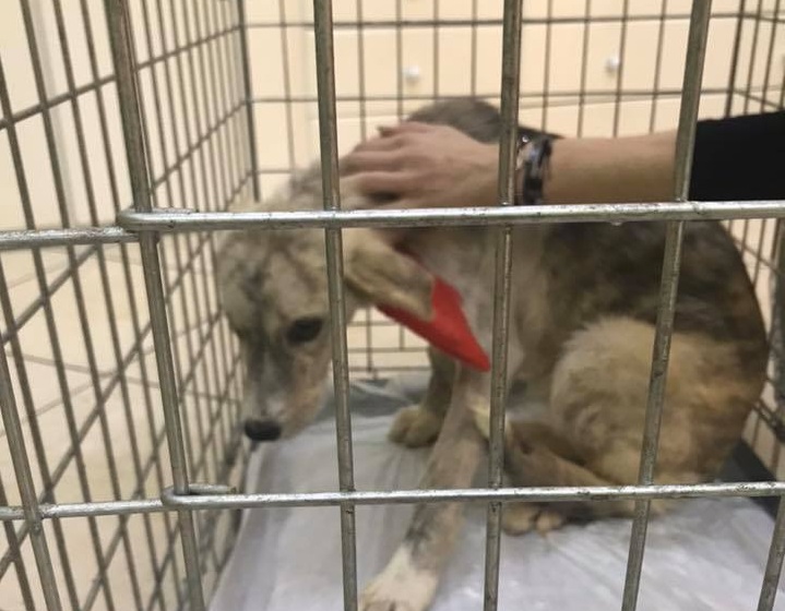 Ηγουμενίτσα: Δικαίωση για τη Σμόκυ! Καταδικάστηκε ο βασανιστής της (Photos) - Media