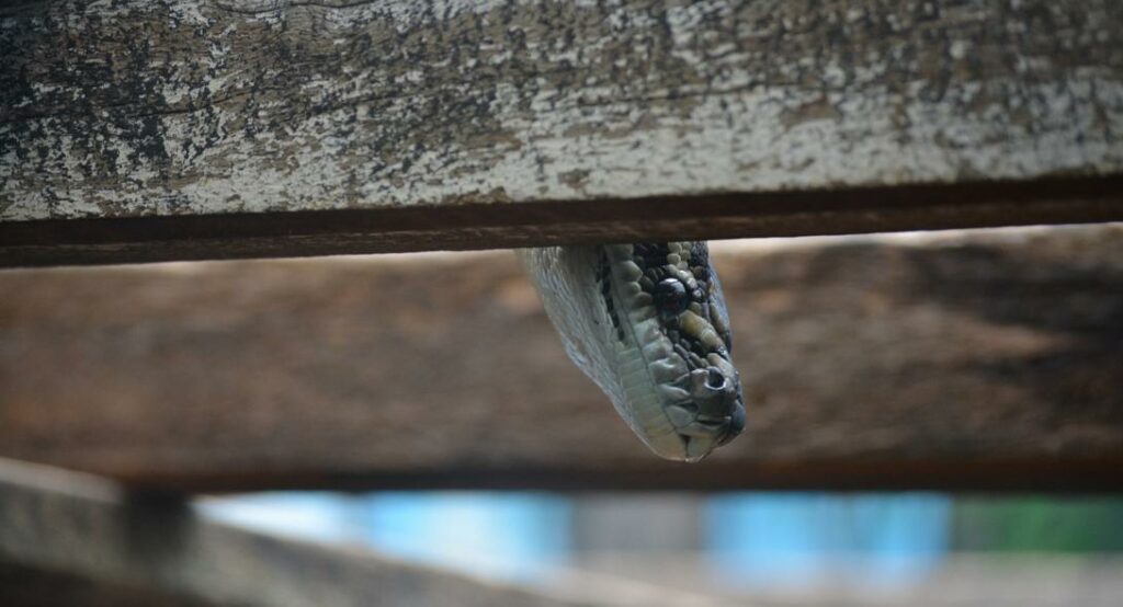 Ινδία: Τον δάγκωσε φίδι και δάγκωσε τη γυναίκα του για να πεθάνουν μαζί! - Media
