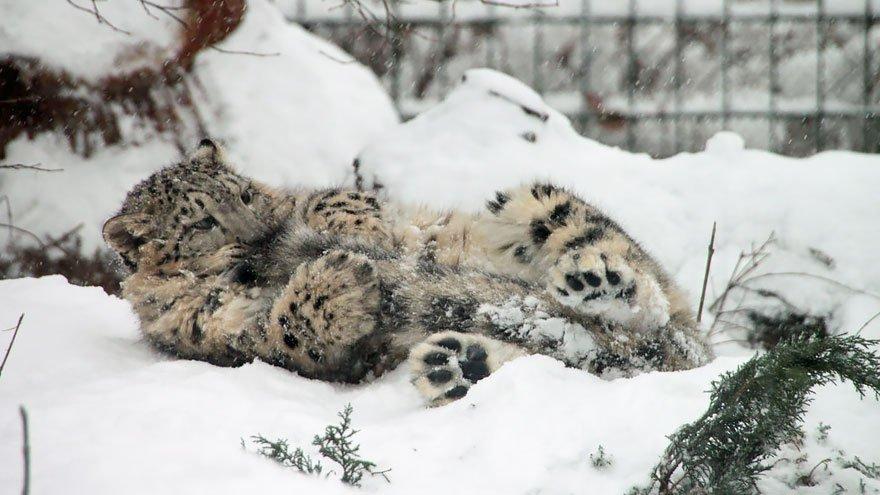 Για να φτιάξει η μέρα σας: Λεοπαρδάλεις του χιονιού παίζουν με τις… ουρές τους (Photos | Video) - Media