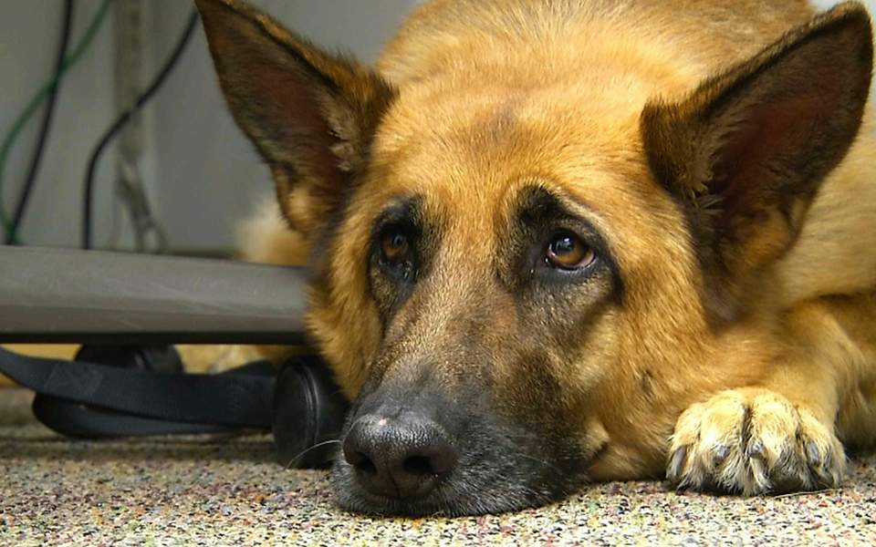 Κορωνοϊός: Αγκαλιάστε άφοβα τους τετράποδους φίλους - Media