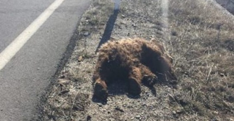 Φλώρινα: Βρήκαν νεκρό αρκουδάκι - Media