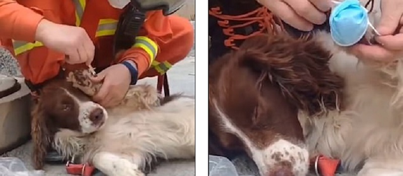 Ο σκύλος ήρωας που κάνει τους Κινέζους να δακρύζουν - Τραυματισμένος έσωσε 6 επιζώντες από το ξενοδοχείο που κατέρρευσε (Video) - Media