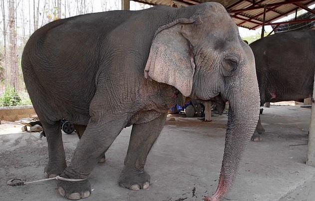 Ταϊλάνδη: Αφήνουν τους ελέφαντες, αλυσοδεμένους, να πεθάνουν από την πείνα λόγω κορωνοϊού - Media