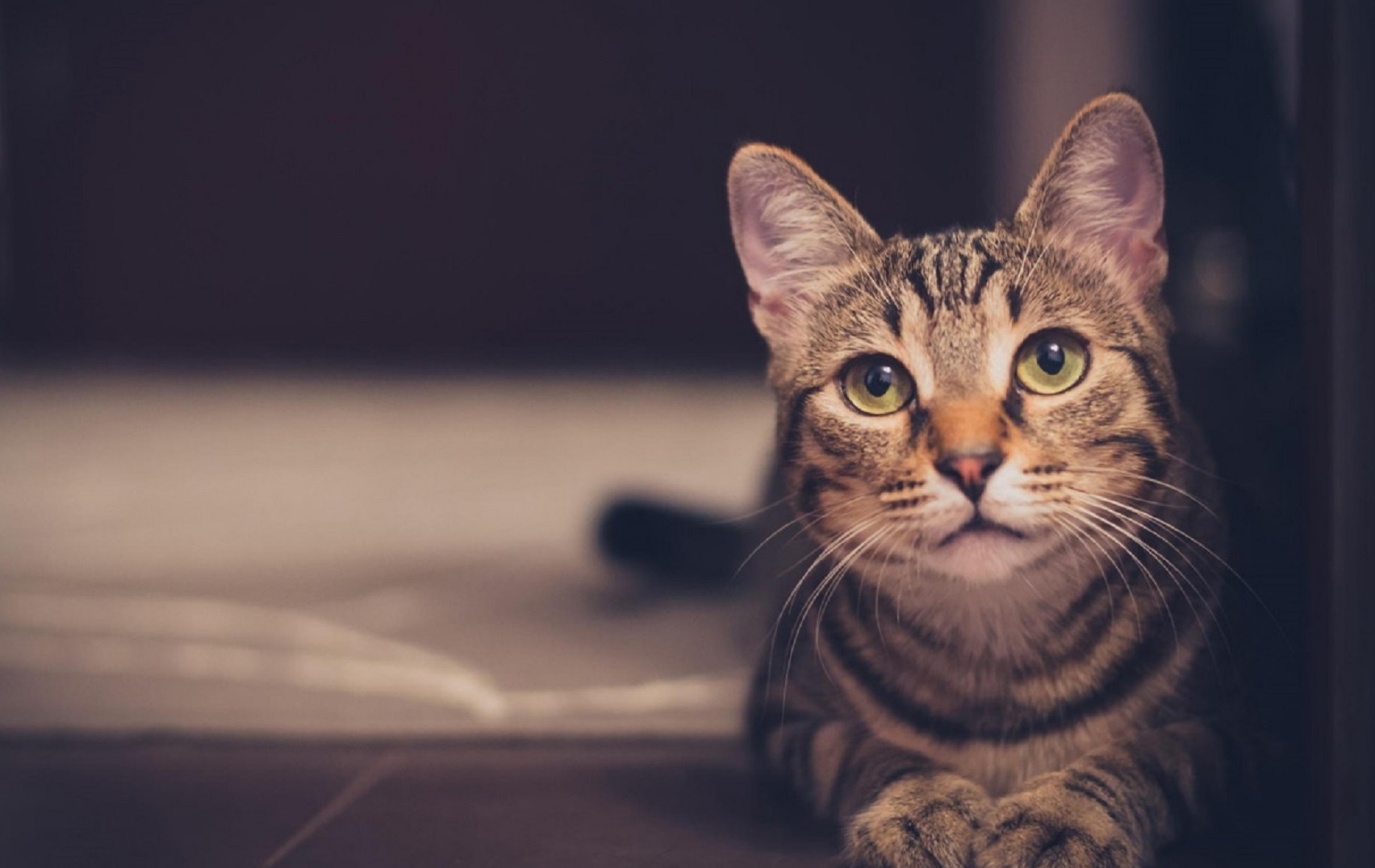FCoV: Ο κορωνοϊός της γάτας που προκαλεί θάνατο - Media