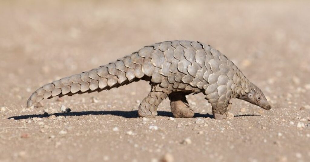 Κίνα-Κορωνοϊός: «Αθώος» ο παγκολίνος για την μετάδοση του στον άνθρωπο - Media