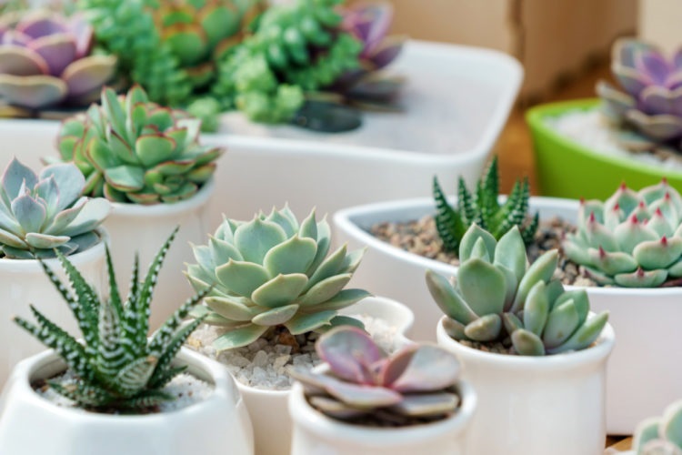 Πώς να πολλαπλασιάσετε τα παχύφυτά σας πανεύκολα και ανέξοδα (Photos) - Media