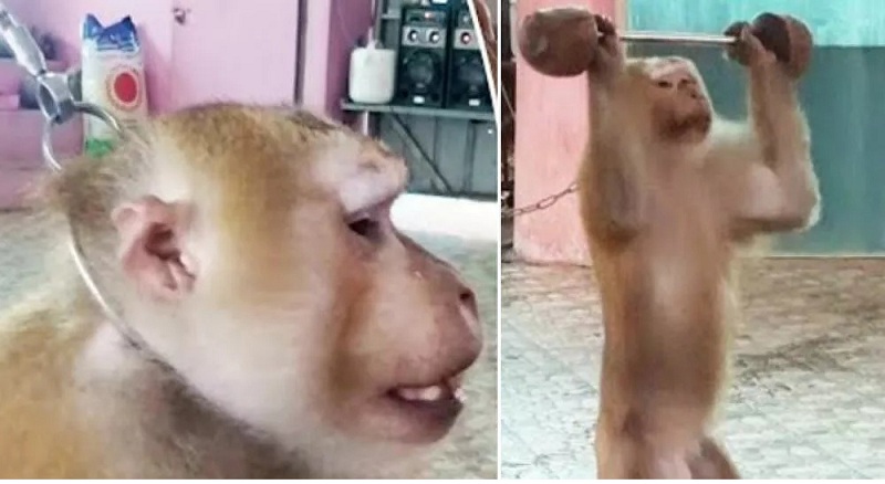 Ταϊλάνδη: Απίστευτα βασανιστήρια για μικρό πιθηκάκι - Σηκώνει βάρη και κάνει πουσάπς για τους τουρίστες (Video) - Media