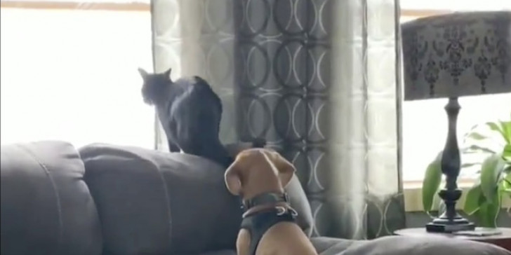Ο έρωτας ενός σκύλου με μια μαύρη γάτα (Video) - Media