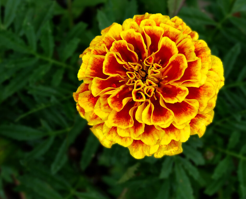 Κατηφές: Ένα όμορφο και εύκολο λουλούδι για το μπαλκόνι μας - Media