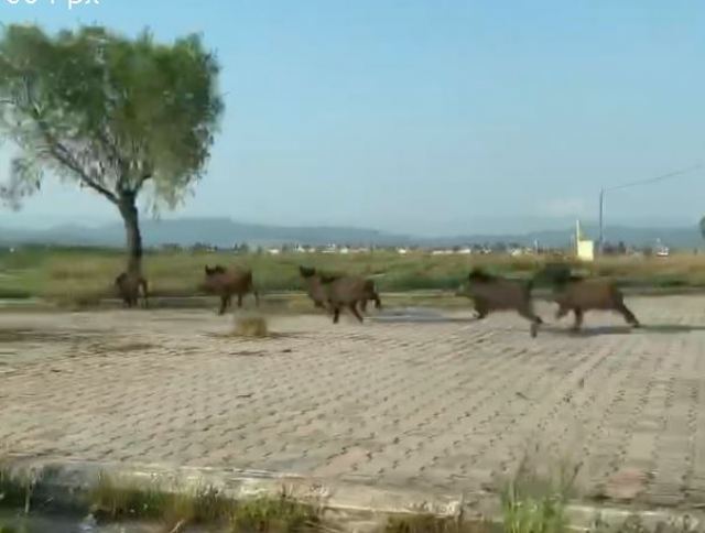 Αυλίδα: Μέχρι την παραλία έφτασαν τα αγριογούρουνα (Video) - Media