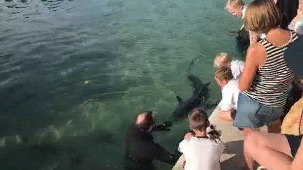 Κορωνοϊός: Εκατοντάδες αγνόησαν τις απαγορεύσεις και πήγαν στην παραλία για να δουν λευκό καρχαρία (Photos) - Media