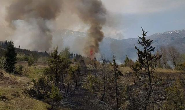 Άγραφα: Πυρκαγιά σε ελατόδασος – Ζητήθηκε η συνδρομή πυροσβεστικών αεροπλάνων (Photo) - Media