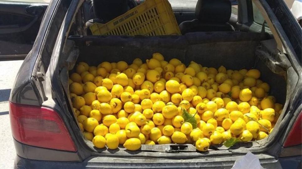 Μετά τα πορτοκάλια στην Αργολίδα, έκλεψαν 300 κιλά λεμόνια στην Κορινθία! - Media