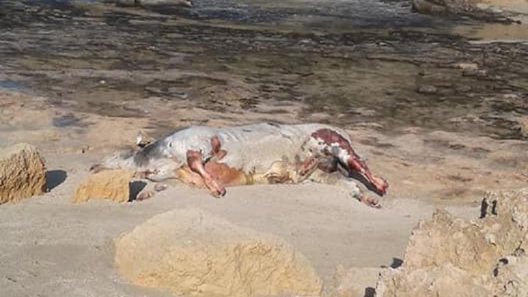 Κρήτη: H θάλασσα «ξέβρασε» στην παραλία νεκρή αγελάδα - Media