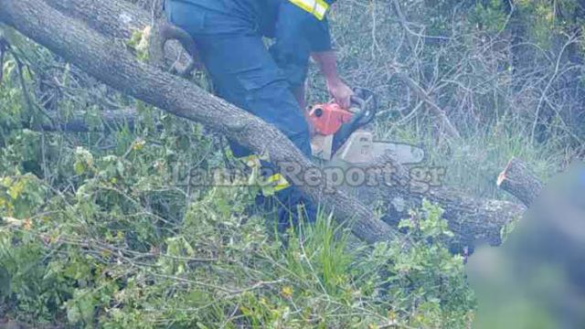 Φθιώτιδα:  Επιχείρησε να κόψει δέντρο και τον καταπλάκωσε ο κορμός  - Τον βρήκαν την επομένη καλόγριες (Photos) - Media