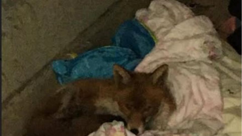 Κορωνοϊός: Αλεπού βρήκε καταφύγιο  στο…  King