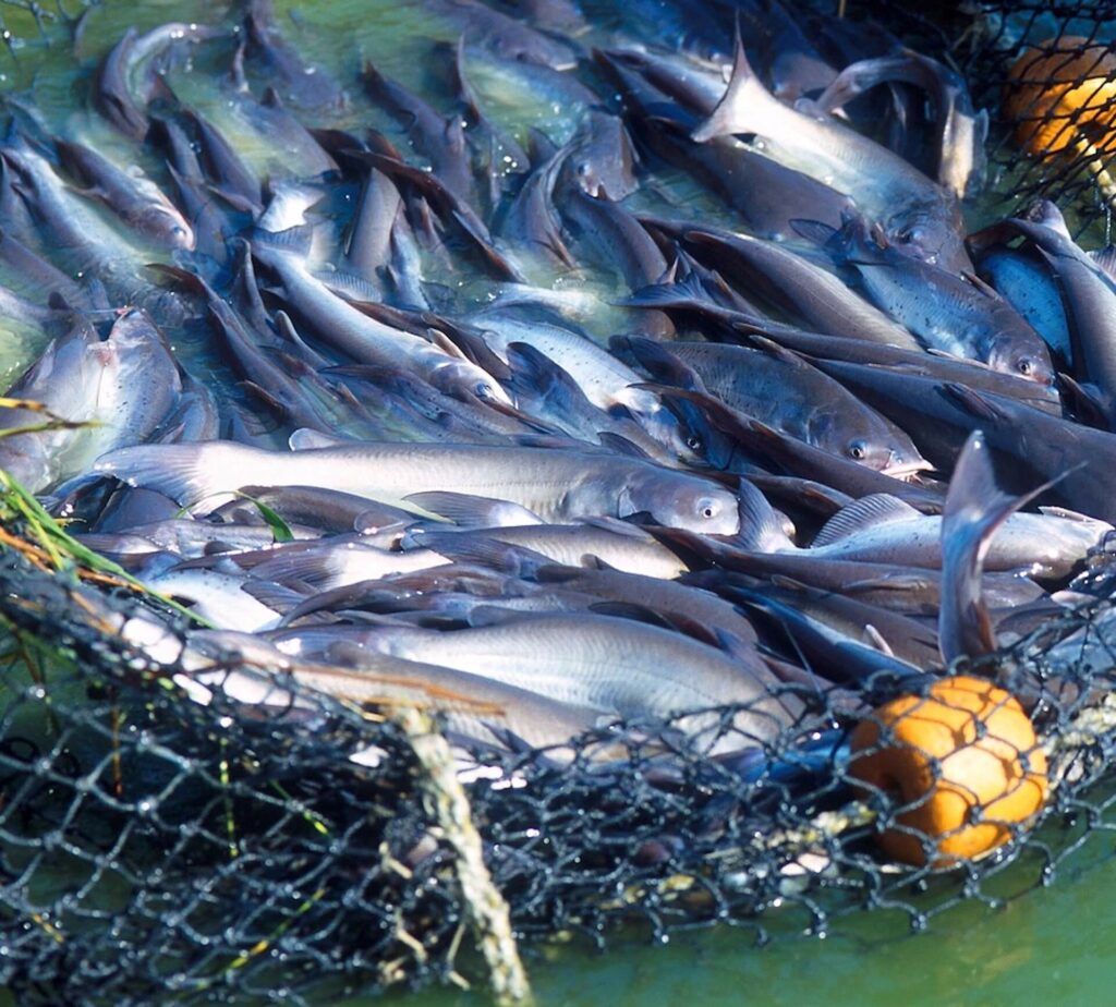 Λευκάδα: Αγνόησαν την απαγόρευση και ψάρεψαν 284 κιλά ψάρια - Media