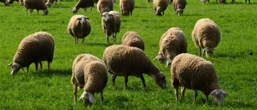 Αδέλφια έκλεψαν αρνιά – Βρέθηκε μόνο ένα και αυτό σφαγμένο - Media