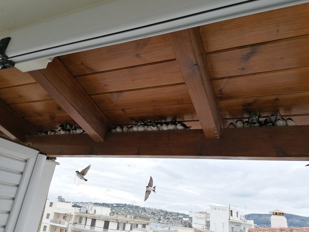 Χιλιάδες μεταναστευτικά πουλιά νεκρά σε δρόμους και πλατείες της Ελλάδας  (Photos) - Media