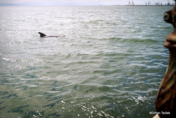 Δελφίνια έκαναν την εμφάνισή τους στον Θερμαϊκό (Photo) - Media