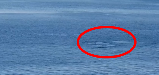 «Γυαλί» ο Σαρωνικός, εμφανίστηκαν δελφίνια ανοιχτά της Πειραϊκής (Video) - Media