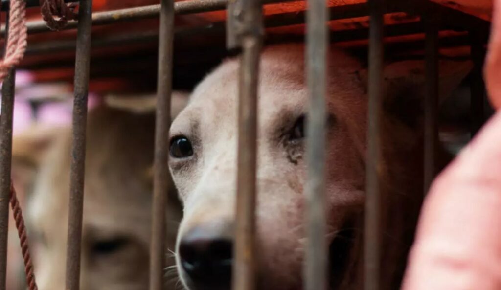 Κορωνοϊός: Πόλη στην Κίνα απαγορεύει τη βρώση κρέατος σκύλων και γατιών - Media