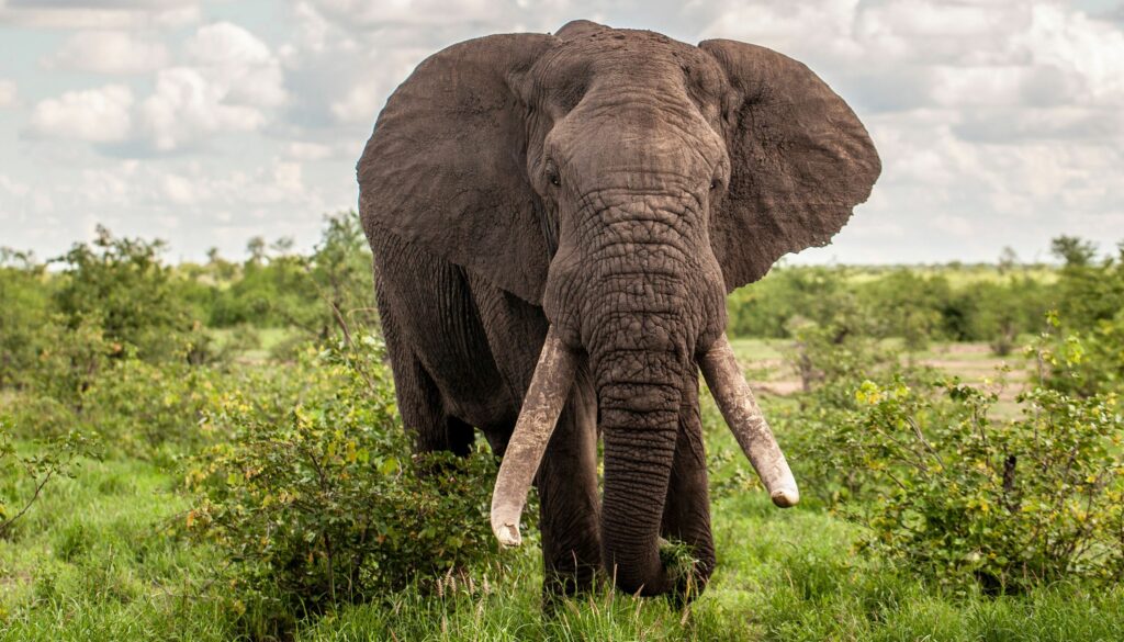 Να φύγετε, να πάτε αλλού! - Εκνευρισμένος ελέφαντας διώχνει ρινόκερο που του τρώει το φαγητό (Video) - Media