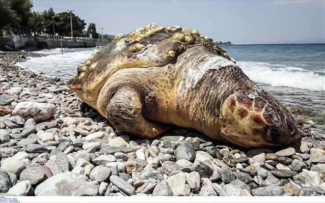 Θεσσαλονίκη: Νεκρή χελώνα καρέτα - καρέτα εντοπίστηκε στην Αρετσού - Media