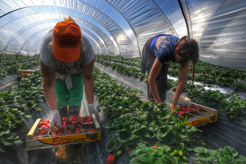 Κορωνοϊός: «Πράσινο φως» κυβέρνησης σε μετακίνηση αλλοδαπών εργατών γης για συγκομιδή αγροτικών προϊόντων - Media