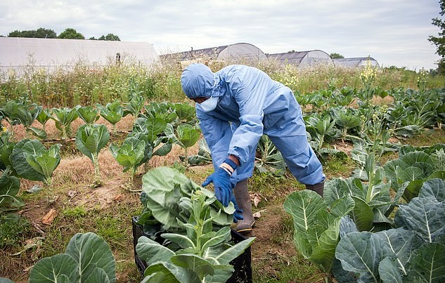 Κορωνοϊός: Σε απόγνωση οι Αγρότες στις ΗΠΑ – 3,7 εκατομμύρια γαλόνια γάλακτος χύνονται επειδή τα μαγαζιά είναι κλειστά  - Media