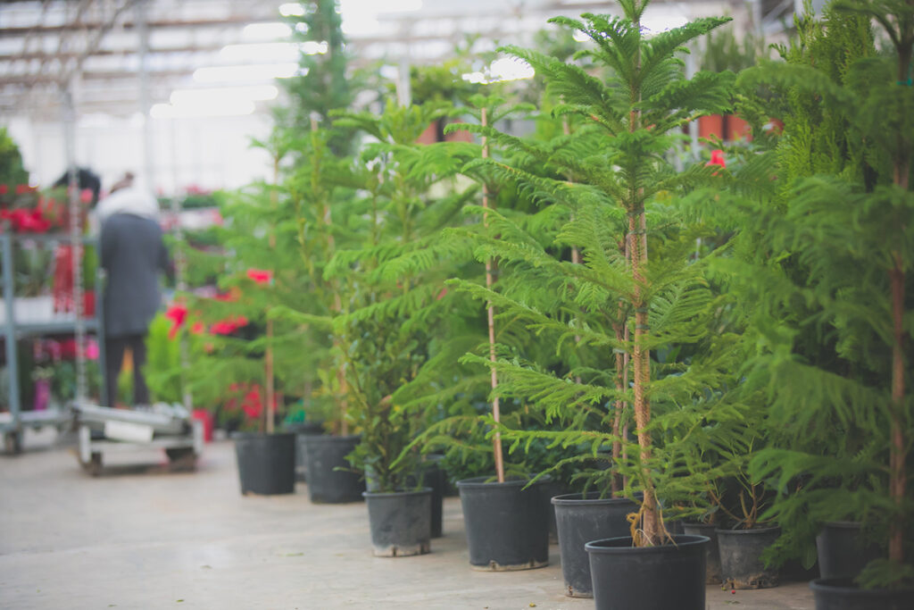 Βαρύ το πλήγμα στην ανθοκομία λόγω κορωνοϊού – Στήριξη ζητούν οι παραγωγοί - Media