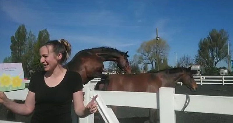 Δυο ξαναμμένα άλογα, χάλασαν στη δασκάλα το παραμύθι – Άρχισαν να κάνουν σεξ την ώρα που διάβαζε ιστορίες στα παιδάκια (Video) - Media