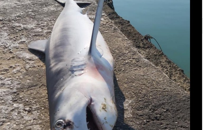 Τεράστιος καρχαρίας πιάστηκε στα δίχτυα ψαρά στον Ασσο Κορινθίας (photo) - Media