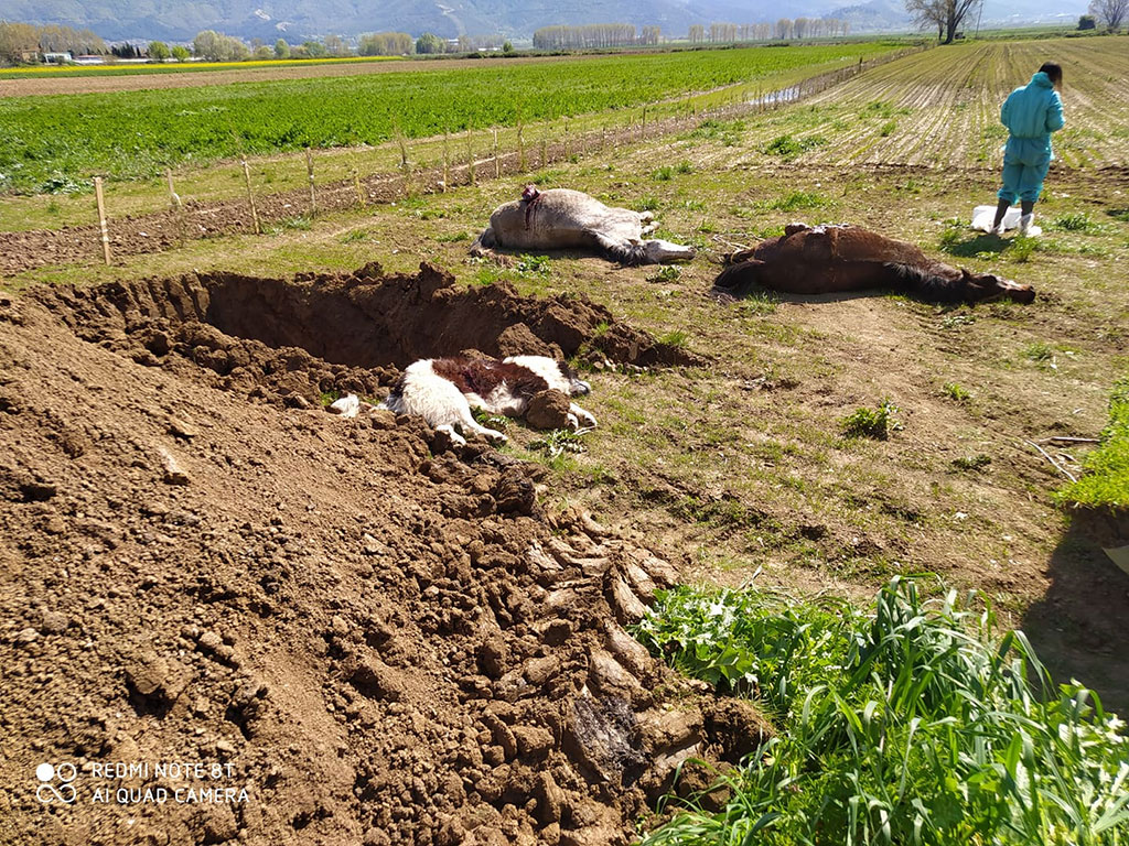 Aγνωστοι δηλητηρίασαν άλογα σε σχολή ιππασίας στην Καβάλα (Photos) - Media