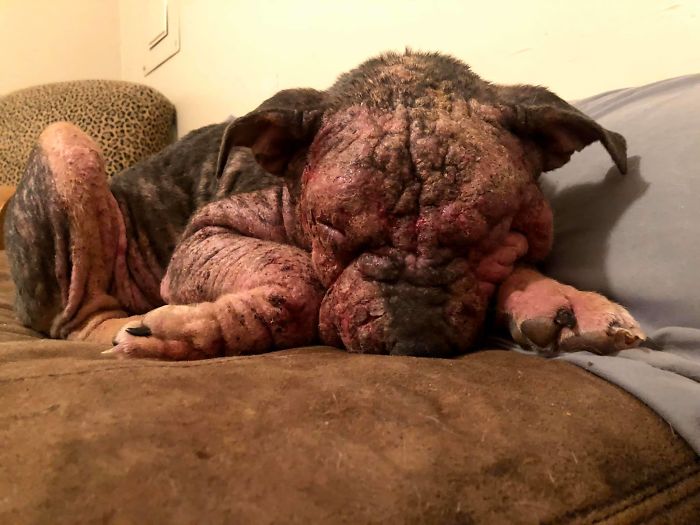 Άρρωστο σκυλί με βαρύ δερματικό νόσημα που έμοιαζε με πληγή σε όλο του το σώμα, βρήκε θαλπωρή και σώθηκε (Photos) - Media
