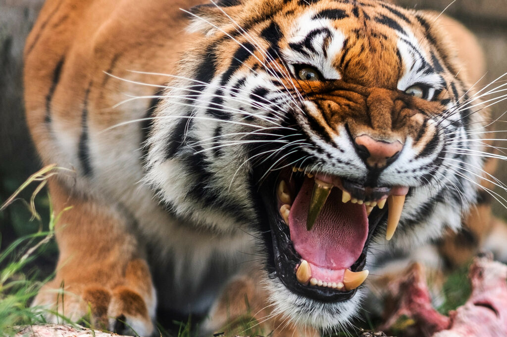 Νέα Υόρκη: Τίγρης σε ζωολογικό κήπο βρέθηκε θετική στον κορωνοϊό  - Media