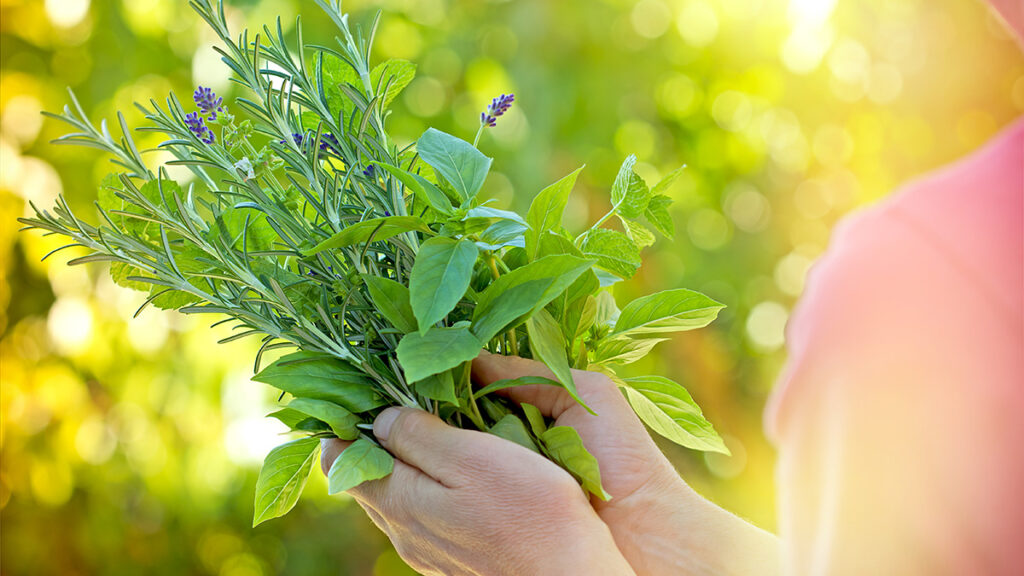 Υπέρταση: Τα τρία πιο δραστικά βότανα που ρυθμίζουν την πίεση - Media