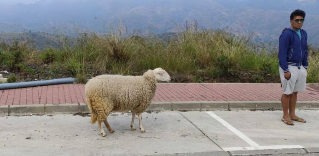 Ισπανία: Εβγαλε... βόλτα το πρόβατο εν μέσω καραντίνας και το πλήρωσε - Media