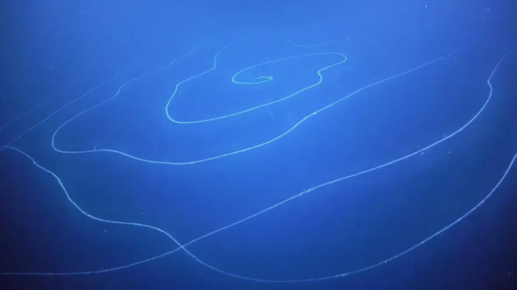 Ανακάλυψαν γιγάντιο πλάσμα μήκους 120 μέτρων - Ρεκόρ μακρύτερου οργανισμού στη Γη (Video) - Media