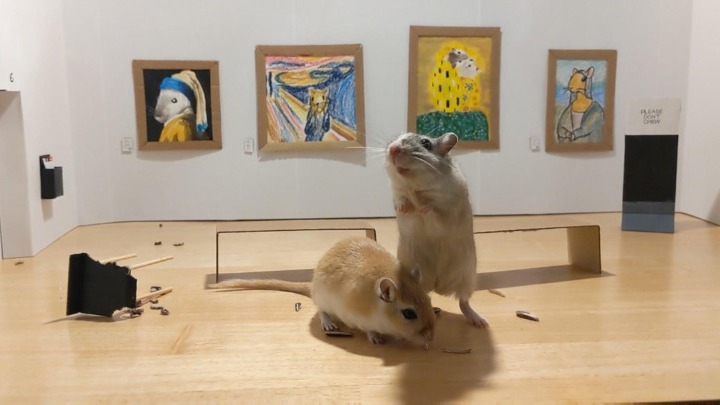 The Gerbil Museum: Το μικροσκοπικό μουσείο για χάμστερ που έγινε viral (Video) - Media