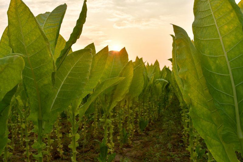 Κορωνοϊός: Αναπτύσσεται εμβόλιο με βάση τα... φύλλα καπνού - Media